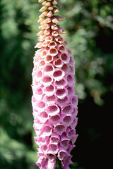 pink foxglove flower close-up with green bokeh background © Bibin