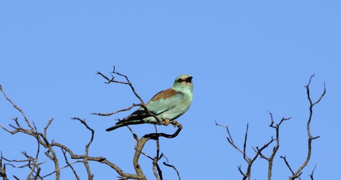  European roller (Coracias garrulus) perched against the blue sky, The Camargue, Southern France.