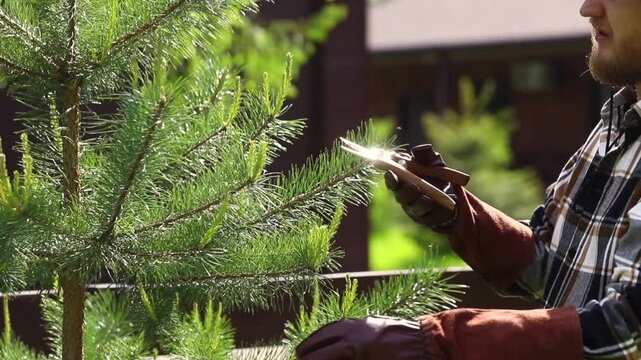 Pruning and shaping pine trees with pruning shears, hands in gloves pruning green pine branches.