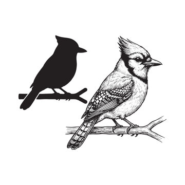 Blue jay and its silhouette on a white background vintage engraving style
