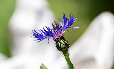 Eine Biene sucht nach Nahrung auf einer Blume © Stefan Werner