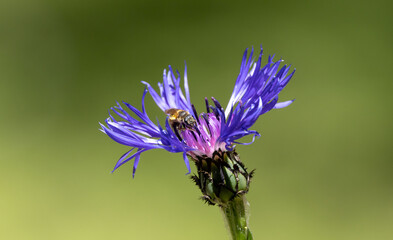 Eine Biene sucht nach Nektar auf einer Blume © Stefan Werner
