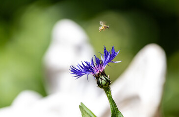 Eine Biene sucht nach Nahrung auf einer Blume © Stefan Werner