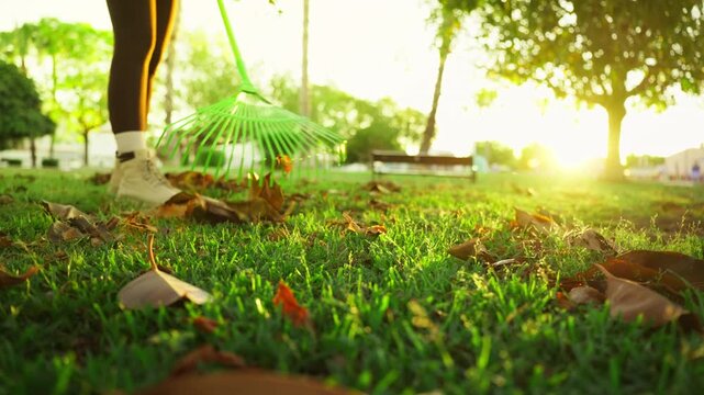 Person raking fallen leaves from green grass lawn with a rake during a beautiful sunset, showing seasonal yard work and garden maintenance in the autumn season