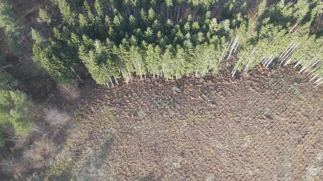 Drone aerial view of young tree plantation and forest regeneration concept in natural environment