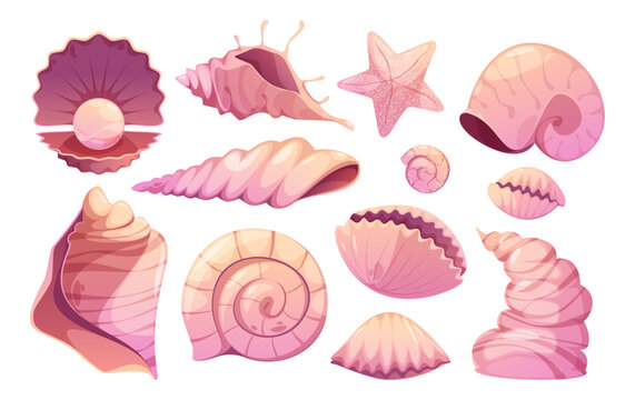 Shells and starfishes. Beach pearl clam and spiral seashell, conch and scallop, cone mollusk and decorative sea star. Underwater creatures, ocean and sea dwellers. Vector animals for aquarium