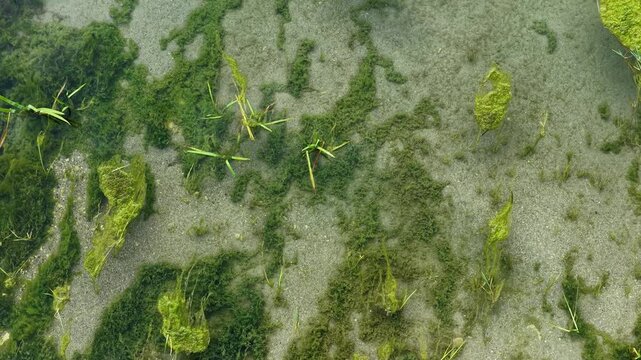 An aerial view of a clear, shallow riverbed covered with vibrant green algae, underwater plants, and small fish swimming freely in the water.