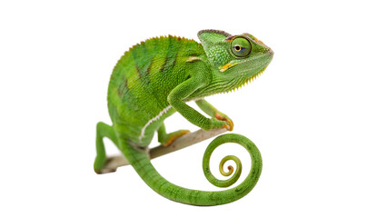 Small vibrant green chameleon lizard animal perched on branch isolated on transparent background © Roksana