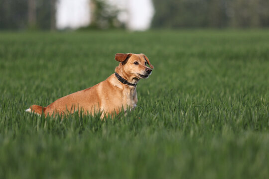 Active ginger mixed breed dog sitting in a green grass field