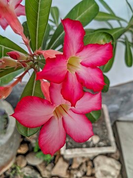 Beautiful macro shot of vibrant pink Adenium obesum (desert rose) flowers blooming in a pot. Elegant tropical ornamental plant with vivid petals and green leaves.