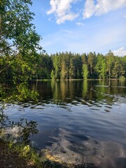 Obraz premium lake in the forest