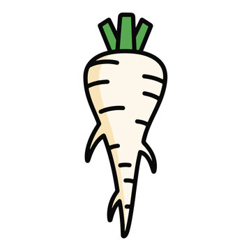 Fresh white radish root icon organic vegetable vector illustration
