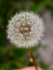 Fototapeta premium dandelion seed head