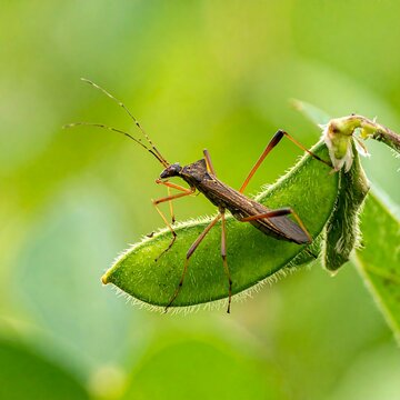 Detailed Brown Leaf Footed Bug Resting on Green Pod in Natural Garden Setting