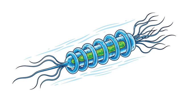 Microscopic spiral bacterium with blue flagella