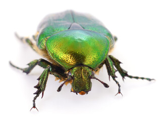 Fototapeta premium Green Rose Chaffer Beetle Isolated on White Background