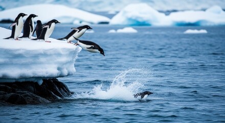 Penguins jumping from ice into icy waters with one swimming below