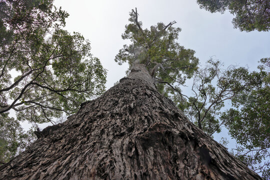 Looking up, trunk of 500 year old King Jarrah tree, Wellington National Park, near Dwellingup, Peel Region, Western Australia. Eucalyptus marginata, myrtle family, Myrtaceae. Conservation