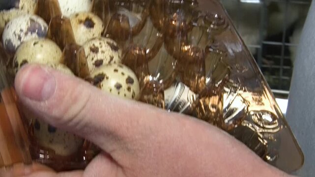 Poultry farming. A farm specializing in the production of quail eggs. Quail eggs are a healthy food.