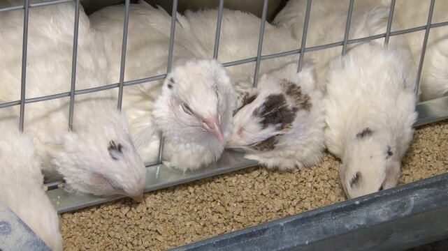 Poultry farming. A farm specializing in the production of quail eggs. Quail eggs are a healthy food.