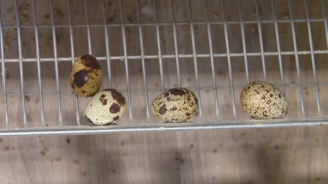 Poultry farming. A farm specializing in the production of quail eggs. Quail eggs are a healthy food.