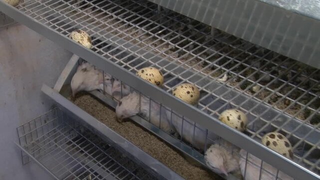 Poultry farming. A farm specializing in the production of quail eggs. Quail eggs are a healthy food.