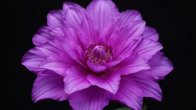 Time-lapse of a purple dahlia blooming against a dark background, representing natural growth, transition, botanical elegance, unfolding potential, and floral cycle