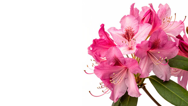 Lush cluster of beautiful blooming pink rhododendron flowers isolated on transparent background cut out