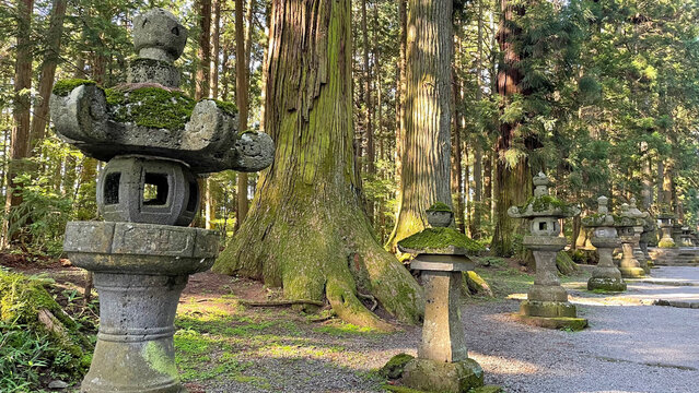 富士浅間神社の杉並木と苔むした石灯籠 日本の伝統的な風景