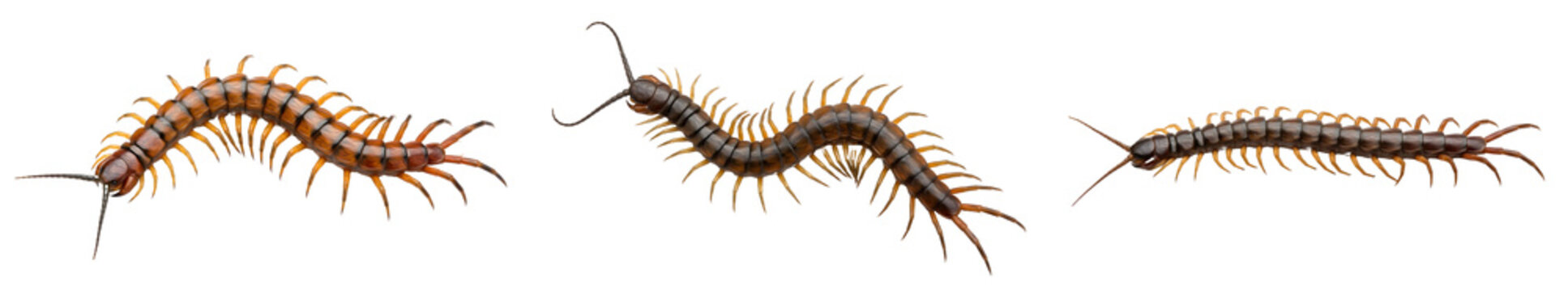 set of ( region depicts centipedes) isolated on withe background photo PNG high quality''