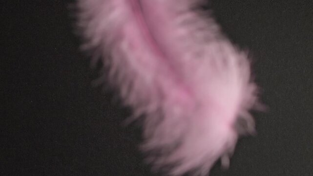 Pink feather on black background. Slow-motion abstract delicate pink plumage gently falling and scattering across a black backdrop with soft, ethereal movement.	