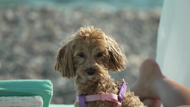 Dog puppy beach, cute pet relaxing on summer vacation