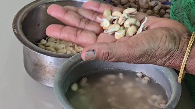 Gently pinch each bean to pop the cover right off. Clean, skinless sprouts are now perfectly prepped for your curry recipe. Dip sprouted hyacinth beans in lukewarm water to soften the tough outer skin