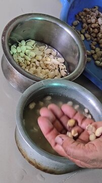 Clean, skinless sprouts are now perfectly prepped for your curry recipe. Dip sprouted hyacinth beans in lukewarm water to soften the tough outer skins. Gently squeeze each bean to pop the cover off. 