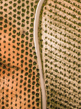 Aerial view of neat rows of olive trees in agricultural fields divided by a winding road in El Tarajal, Andalucia, Spain.