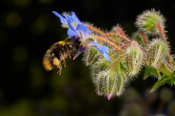 Wiesenhummel © Axel