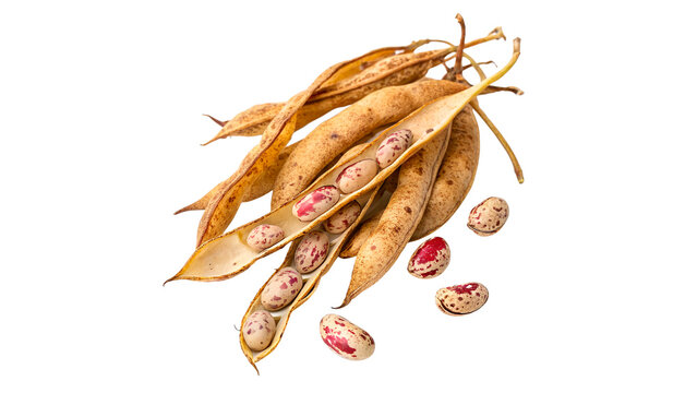 Small heap of dry raw spotted pinto bean pods isolated on transparent background PNG cut out