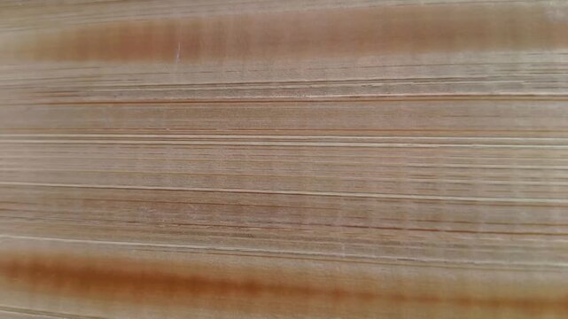 Light brown wood or wooden surface lines pattern abstract background for graphic design use. Plywood or hardwood texture animated stop motion.