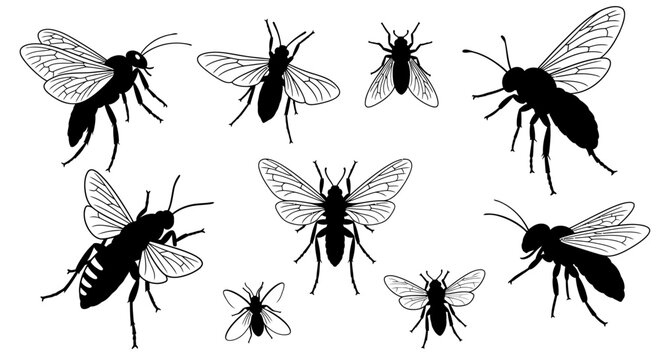 Black and white insect silhouettes diverse winged bugs on white background