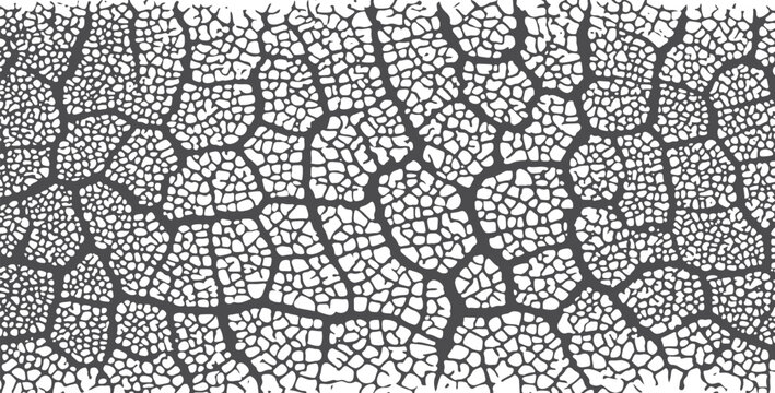 Black abstract leaf vein cell network texture