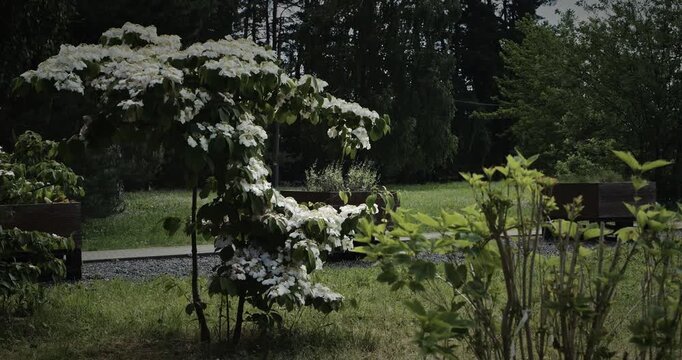Lush Flower-laden Tree Showcasing Nature's Elegance