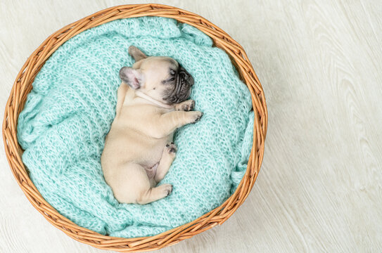 Tiny French bulldog puppy sleeps inside basket. Top down view. Empty space for text