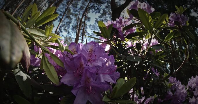 Gorgeous View Of Purple Blossoms With Leafy Background