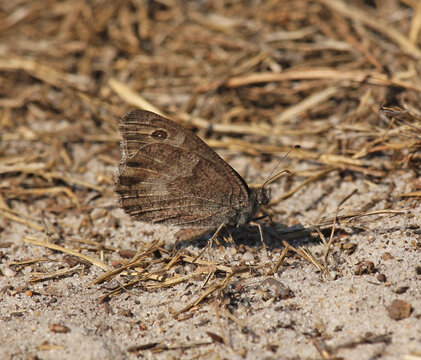 Hipparchia statilinus, the tree grayling