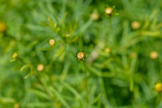 Whorled tickseed yellow flower bud - Latin name - Coreopsis verticillata
