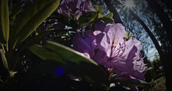 Vibrant Green Leaves Framing Blooming Purple Flowers Beauty