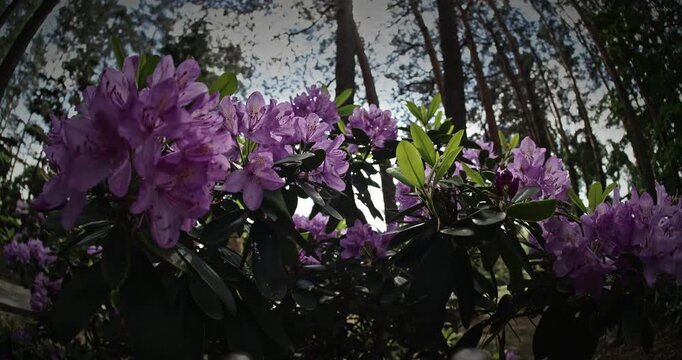 Unique Perspective On Purple Blooms Under Tree Shadows