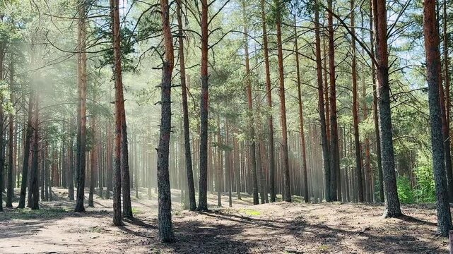 Pine cones bursting with yellow pollen in sunny forest with sunbeams filtering through trees