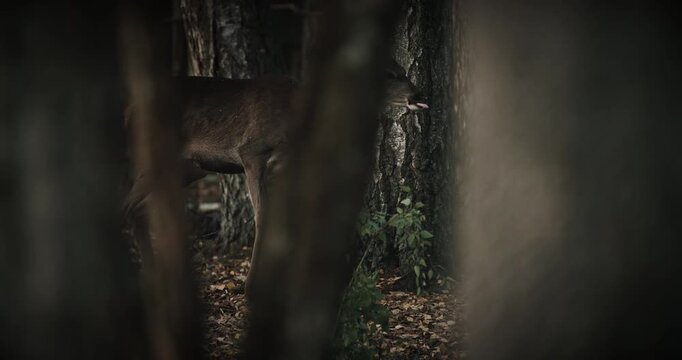 Fallow Deer Or Dama Dama Grazes In Autumn Forest.