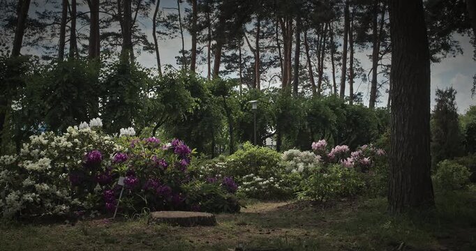 Multicolored Rhododendron Flowers In A Serene Setting